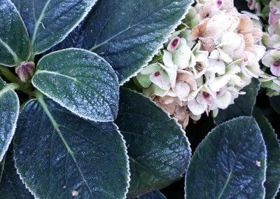Hydrangea In winter frost Photo Gallery