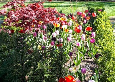 beautiful flowers